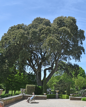 Quercus ilex
