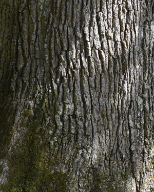English oak