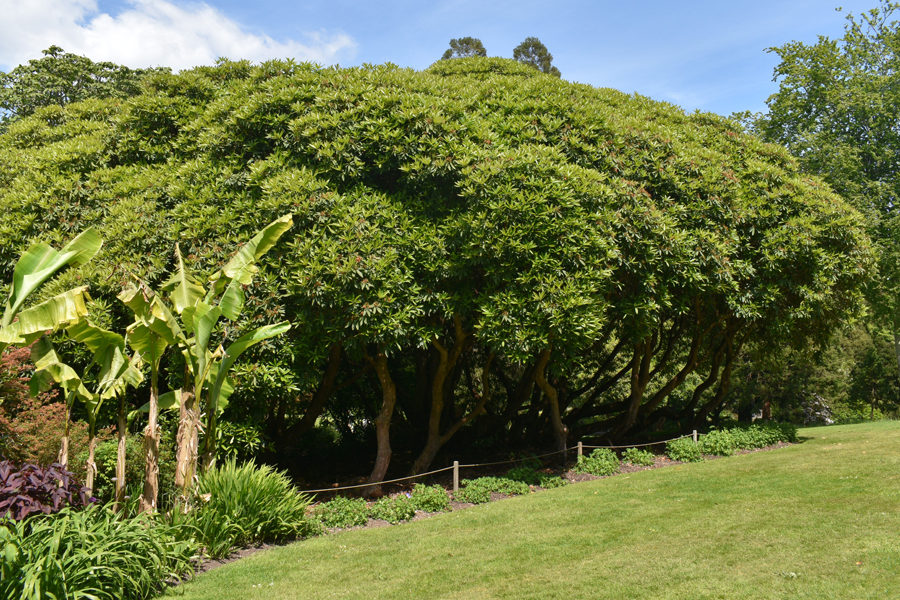 Rhododendron Cornish red