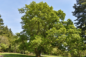 Quercus petraea