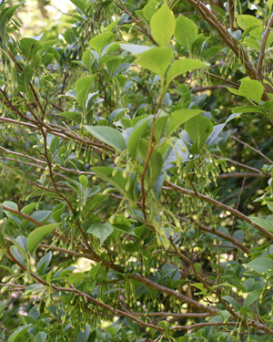 Styrax japonica