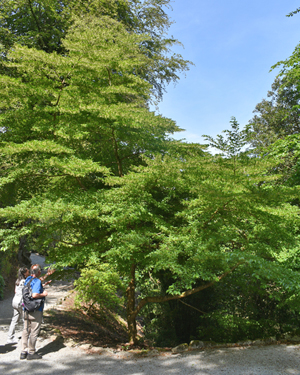 Styrax japonica