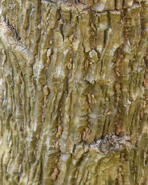 Tetrapanex papyrifer rex