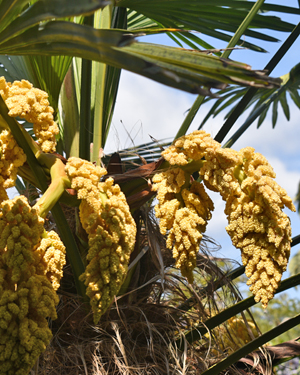 Chusan palm