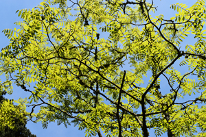 Tree ofheaven