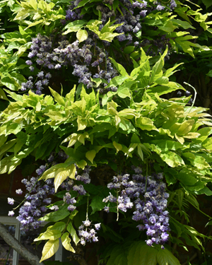 Wisteria