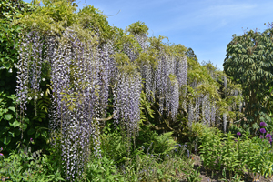 Wisteria