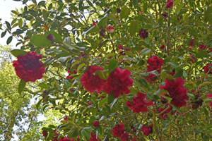 Camellia?