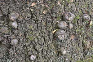 Sweet Chestnut