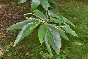 Sweet Chestnut