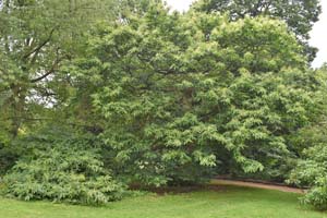 Sweet chestnut