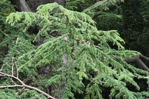 Cedar of Lebanon