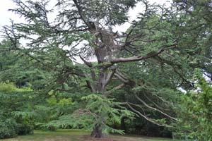 Cedrus libani