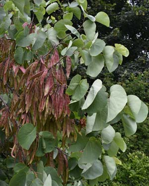 Judas tree