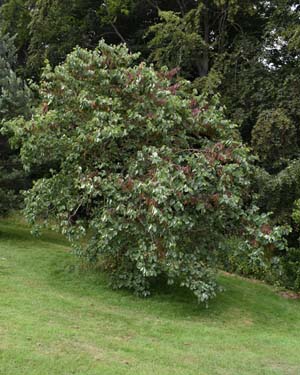 Judas tree
