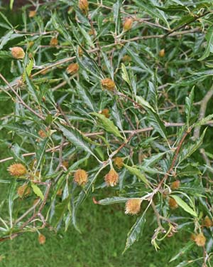 Fagus sylvatica asplenifolia