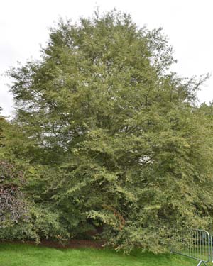 Cut-leaved beech