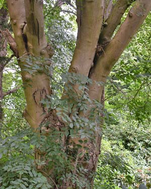 Manna ash