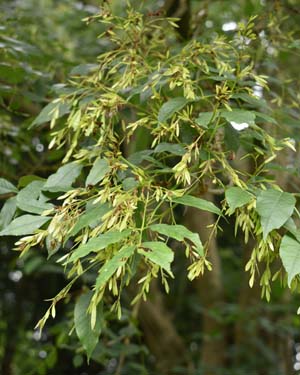 Flowering ash