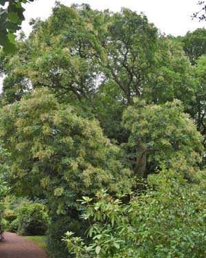 Weeping ash