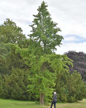 Flowering ash