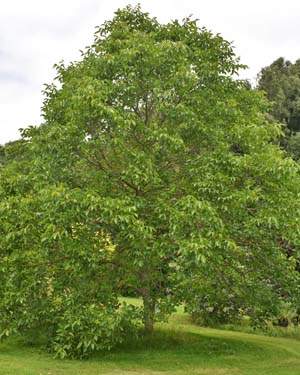 Walnut