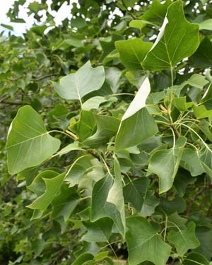Tulip tree