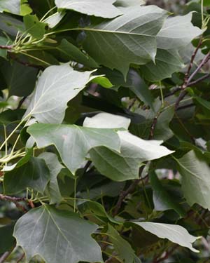 Tulip tree
