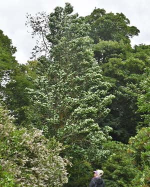 Tulip tree
