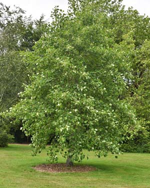 Liriodendron tulipifera