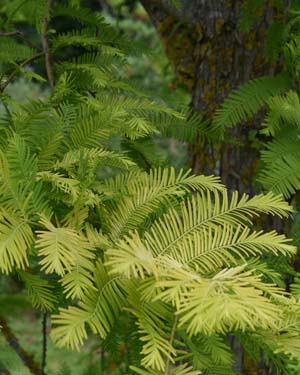 Dawn redwood 'Gold Rush'