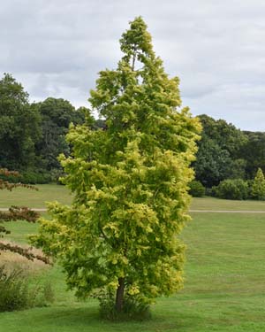 Dawn redwood