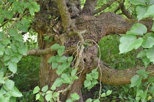 Black mulberry