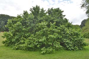 Black mulberry 