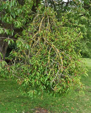 Prunus avium
