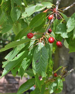 Wild cherry