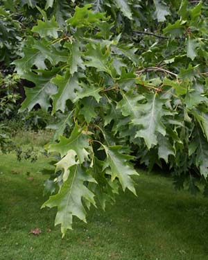 Quercus rubra