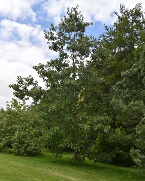 Eed oak