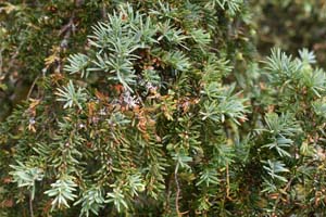 Yew