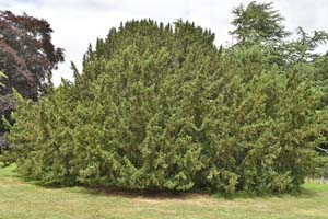 Yew