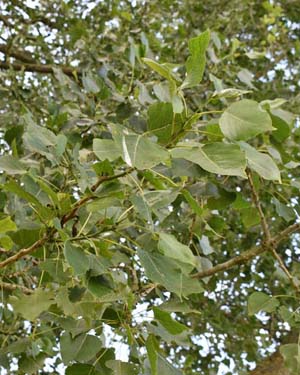 Poplar