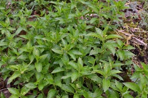 Dog's mercury