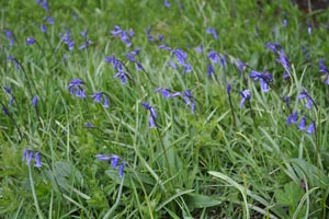 English bluebells