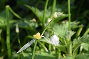 Wood anemone