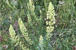 Ladies bedstraw