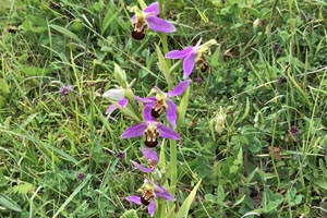 Bee orchid