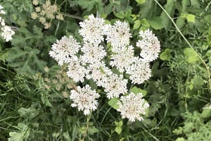 Common hogweed