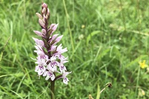 Common spotted orchid