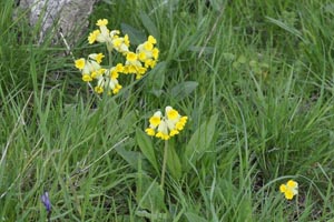 cowslips