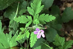 Cranesbill